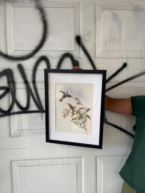 Hummingbird Framed Nature Print, 13x17"