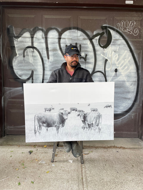 Cows Print, 35x24 inches