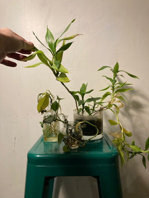 Plants in Glass Vases