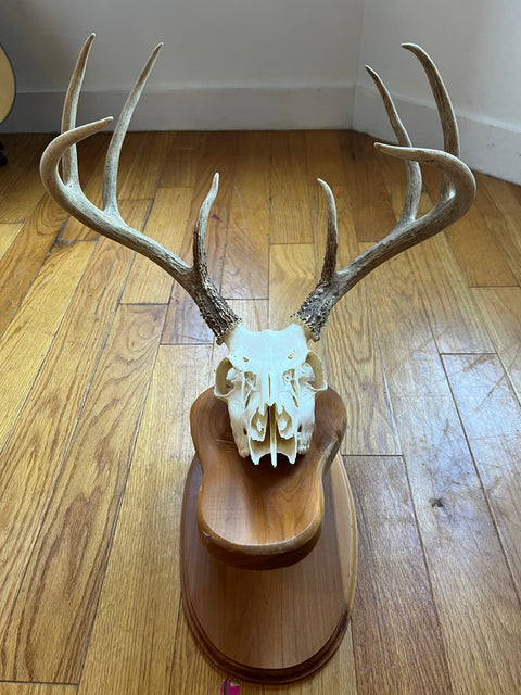Deer Skull 3