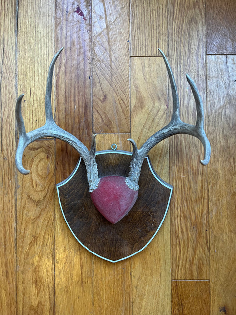Deer Skull 1