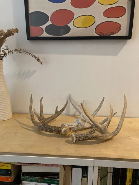 3 Deer Antlers