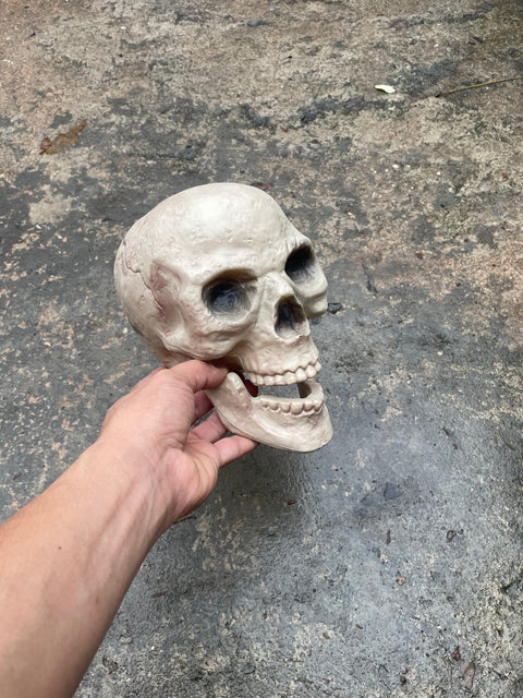 A Plastic Skull