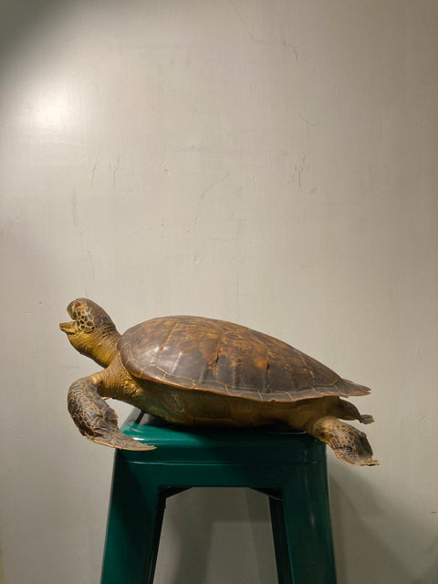 Taxidermy Tortoise