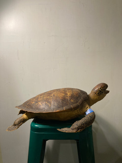 Taxidermy Tortoise