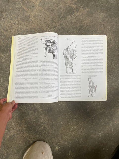 Gray's Anatomy By Henry Gray