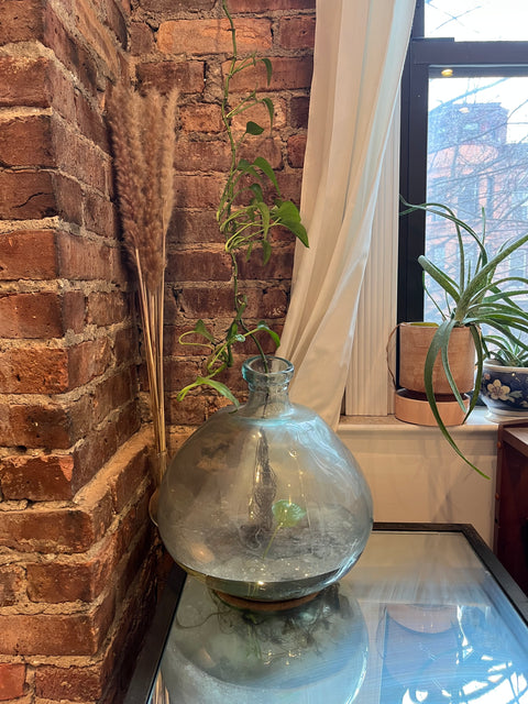Pretty & Large Terrarium Glass Bottle + The Plant Too!