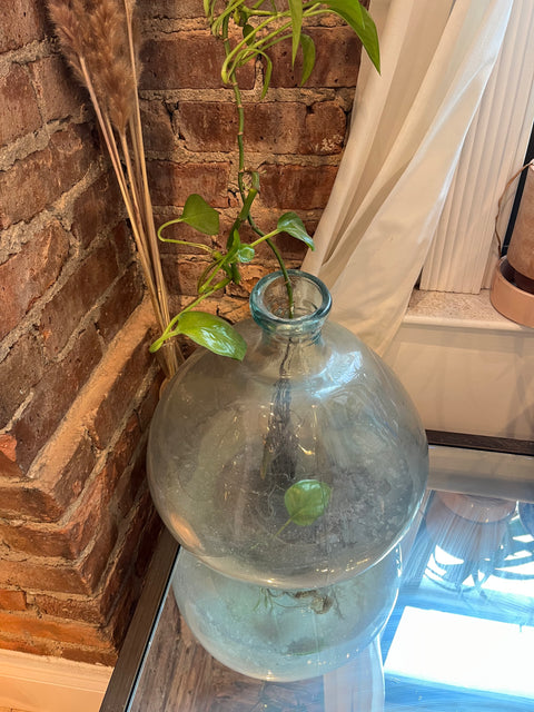 Pretty & Large Terrarium Glass Bottle + The Plant Too!
