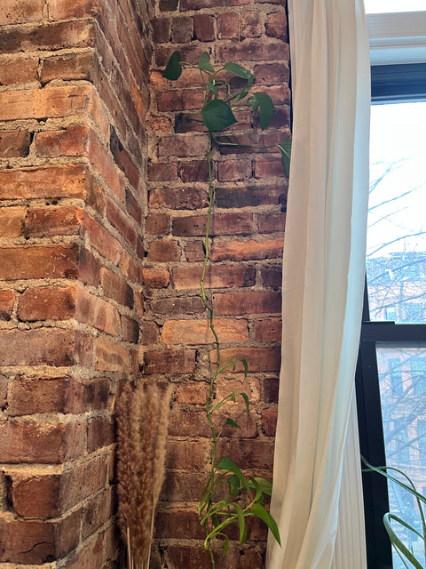 Pretty & Large Terrarium Glass Bottle + The Plant Too!