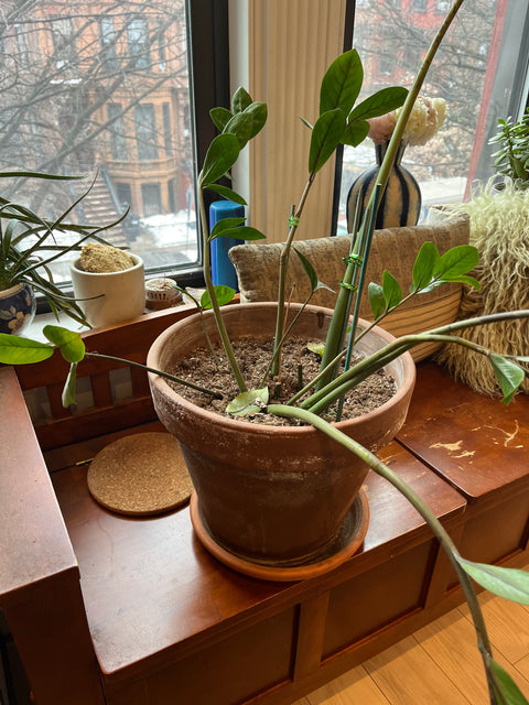 Another Big ZZ Plant In Big Terracotta Pot, W12"