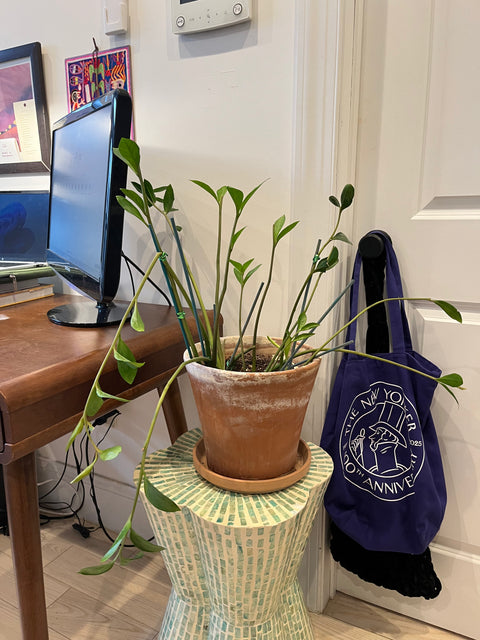 Big ZZ Plant In Big Terracotta Pot, W11"