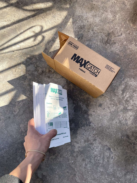 Madd MAXCATCH Glue Traps