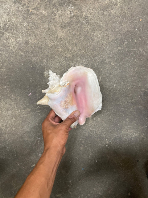 Pink Conch Shell