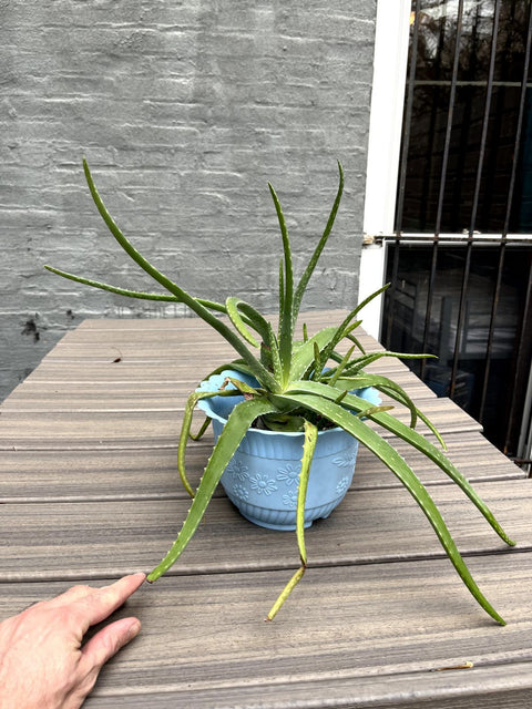 Potted Aloe Plant