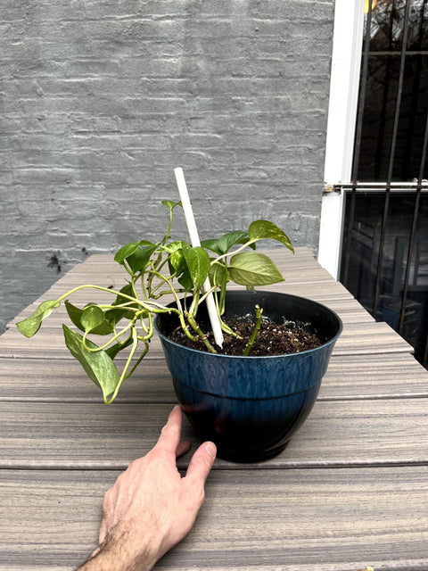 Potted Golden Pothos Houseplant
