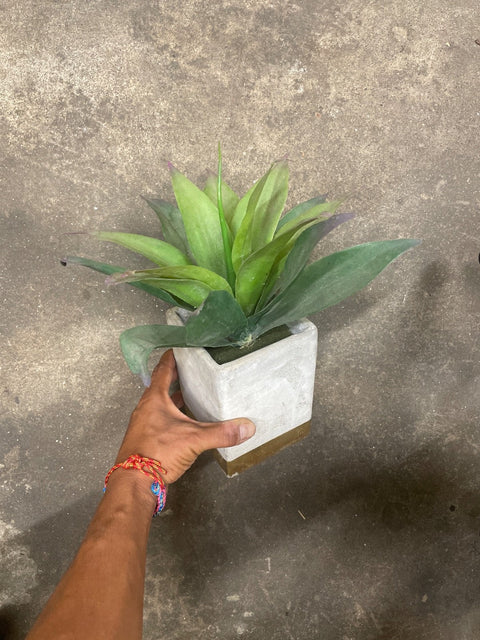 Potted Plant Décor