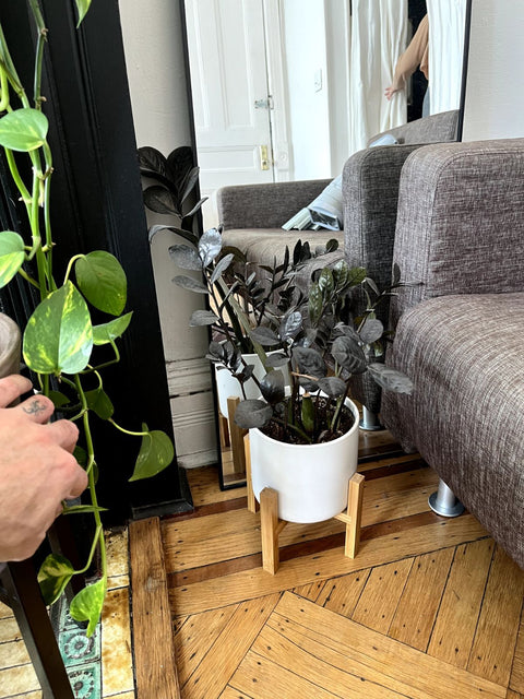'Raven' ZZ Potted Plant With Wooden Stand