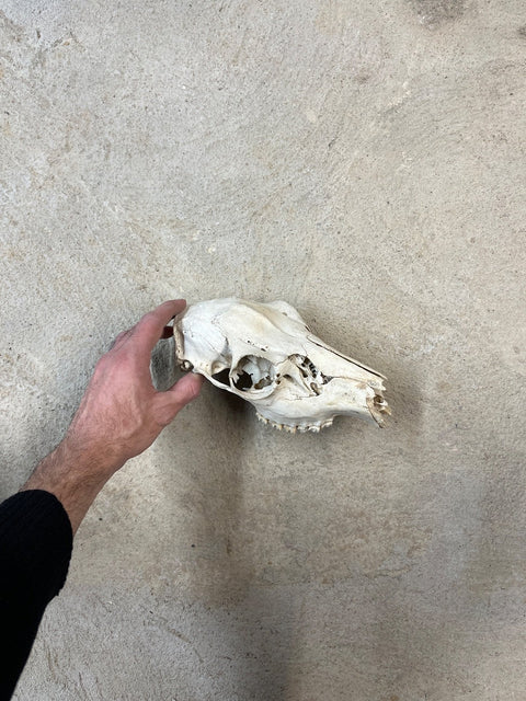 Real Animal Skull