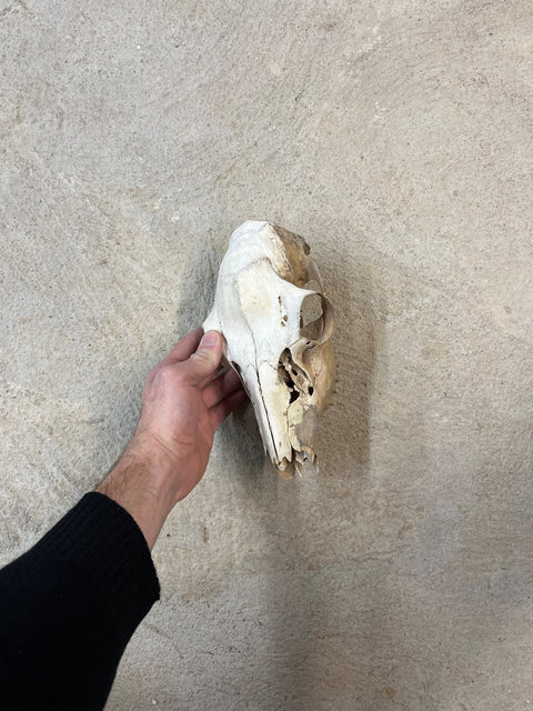 Real Animal Skull