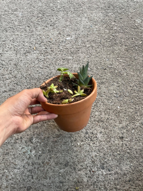 Real Live Succulents