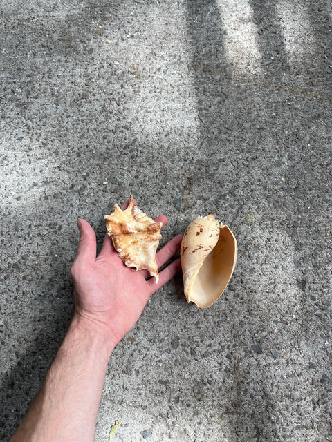 Seashells From A Beach Adventure