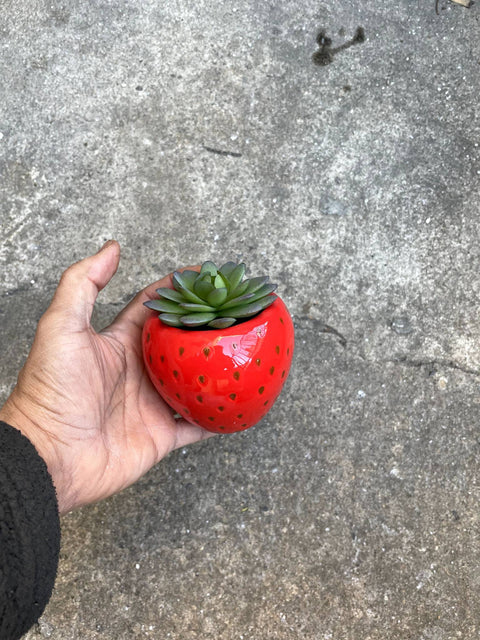 Strawberry Succulent Planter