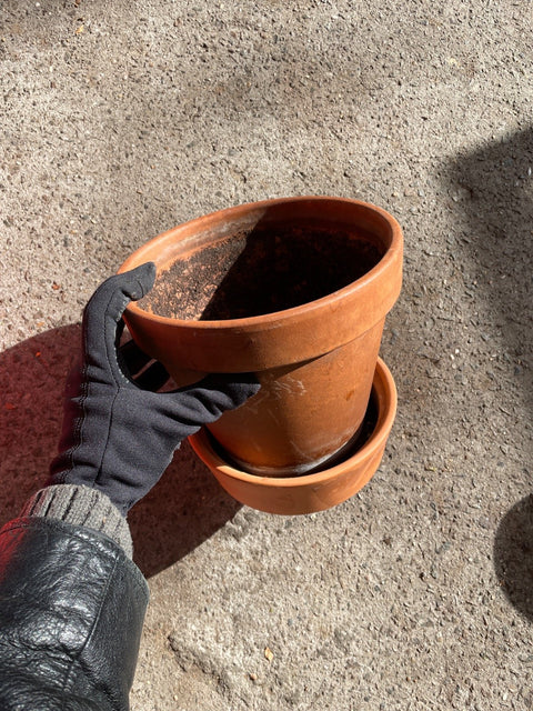 Terracotta Clay Flower Pot, 8 in