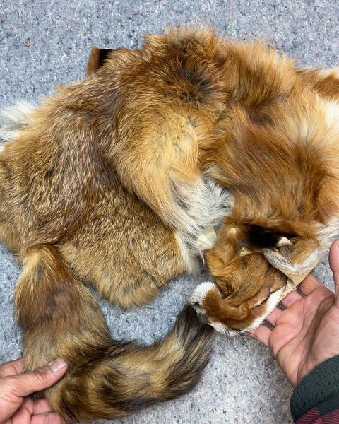 Fox Pelt