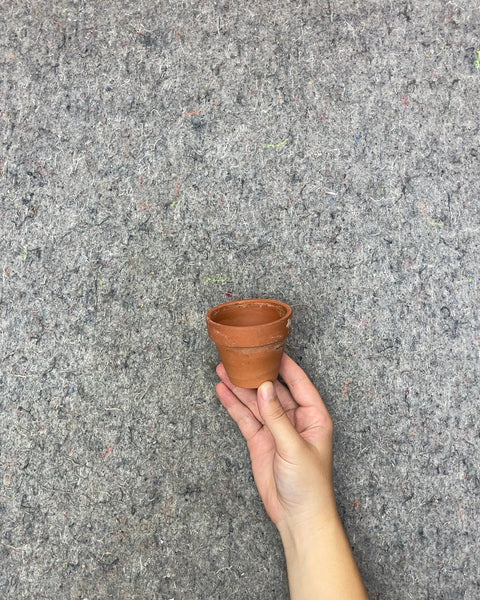 Terracotta Clay Planter Pot, 2.5in