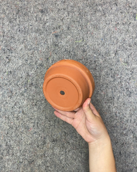 Terracotta Clay Plant Pot, 5 x 2 in