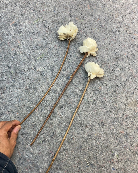 Decorative Dried Flowers on Stems