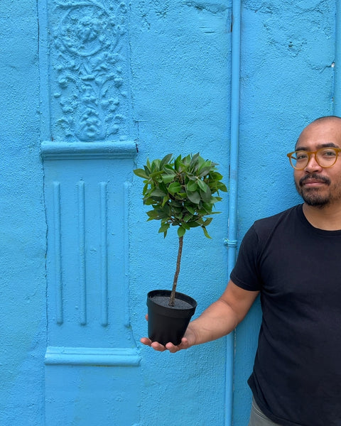 Fake Laurus Nobilis Plant