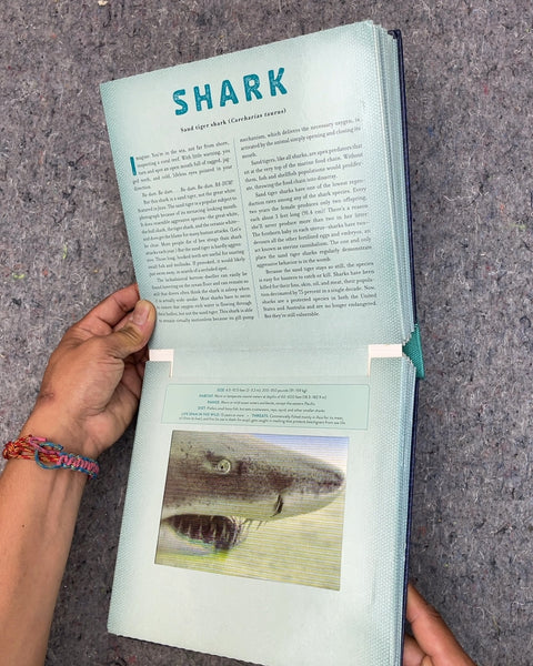 Ocean: A Photicular Book by Dan Kainen and Carol Kaufmann