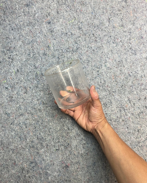 Clear Glass Cylinder Vase, W4xH4"