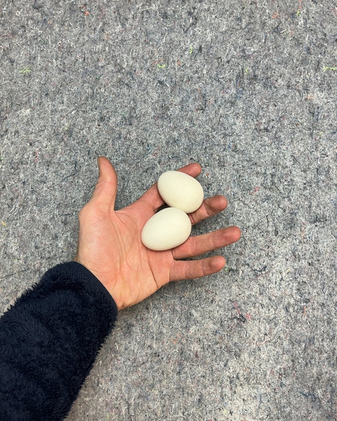 Two White Bouncy Eggs