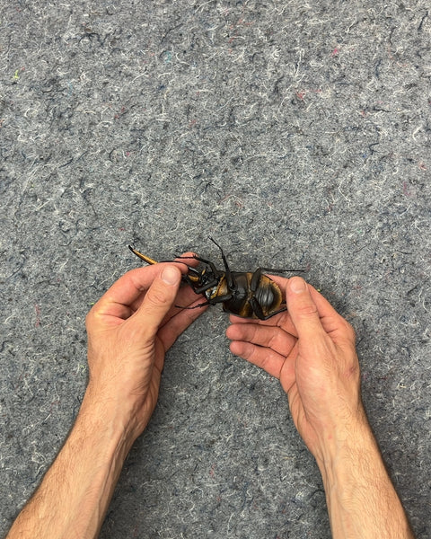 Hercules Beetle Figurine