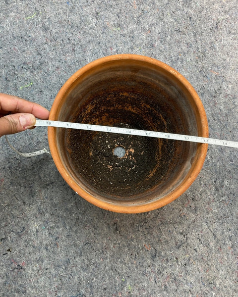 Medium Terracotta Planter, 7"
