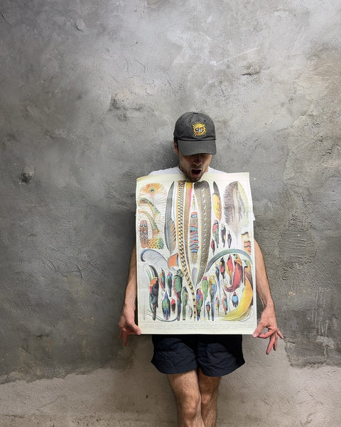 Cavallini & Co. "Plumes" Poster, 19x27"