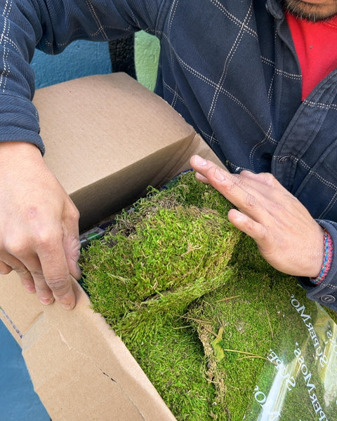 A Whole Box Of SuperMoss Preserved Moss