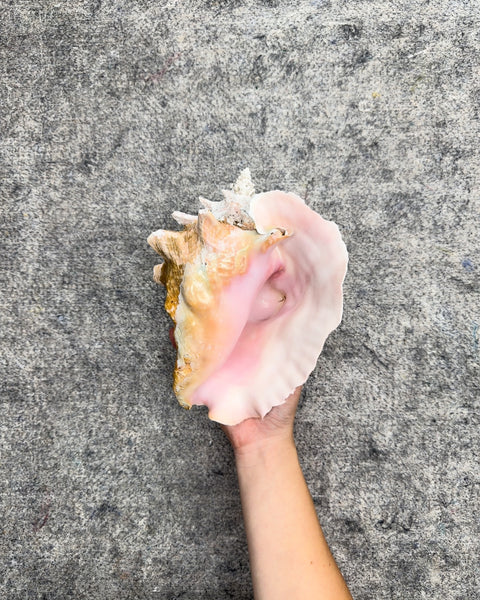 Natural Queen Pink Conch Shell Decor